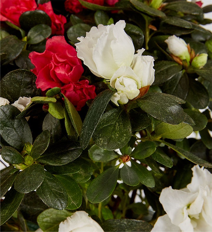 Season’s Delights Bi-Color Azalea Plant