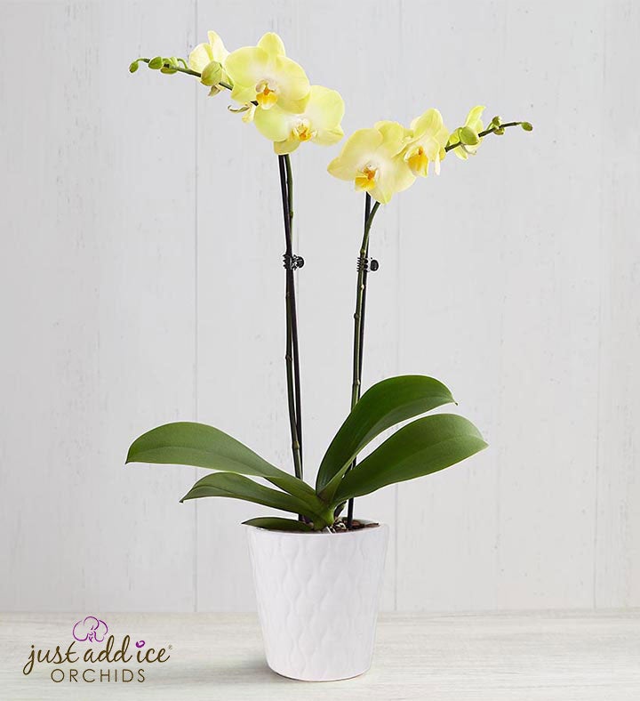 Sunshine Orchid