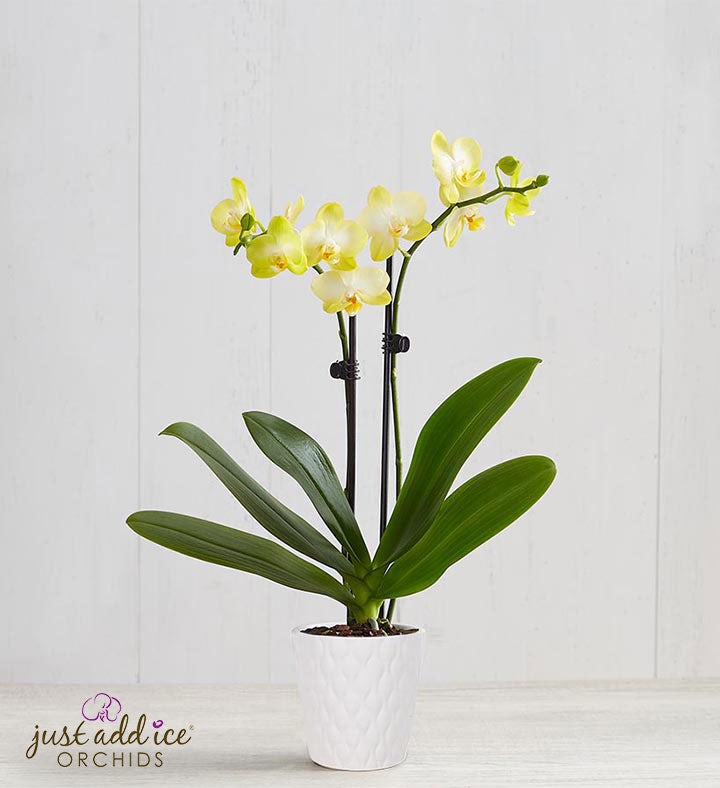 Sunshine Orchid