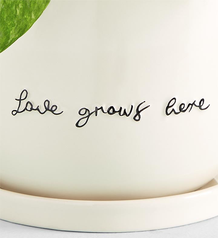 Love Grows Here Pothos Plant