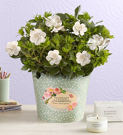 Fragrant Gardenia™