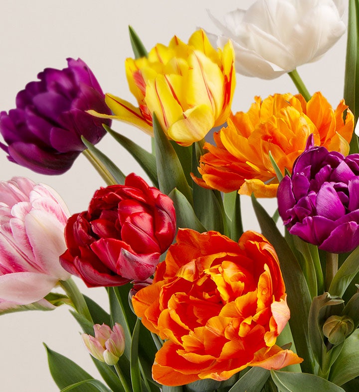 Bountiful Blooms Bulb Garden