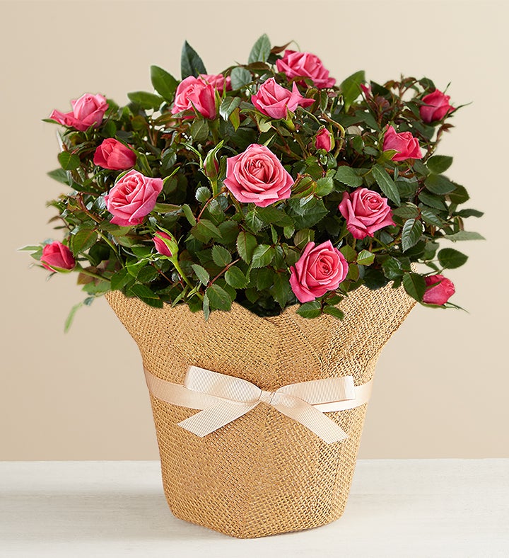 Pink Rose in Natural Wrap | 1800Flowers.com