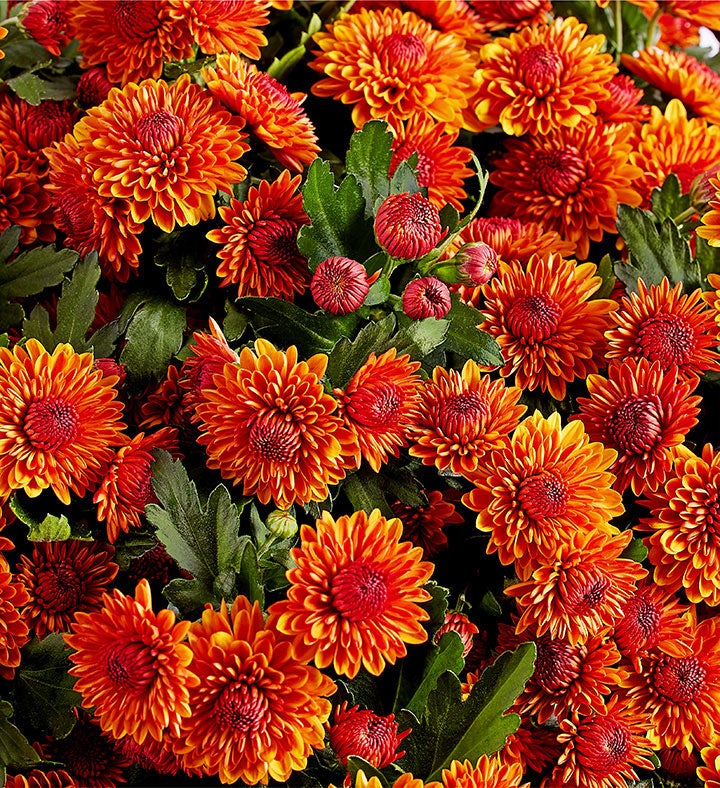 Autumn Outdoor Mum