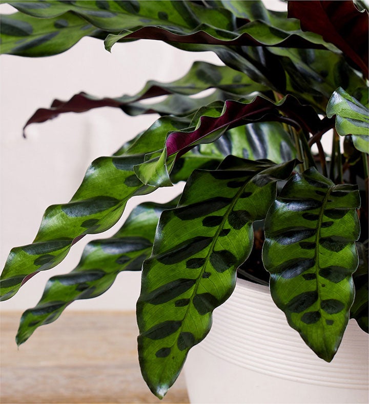 Calathea Rattlesnake