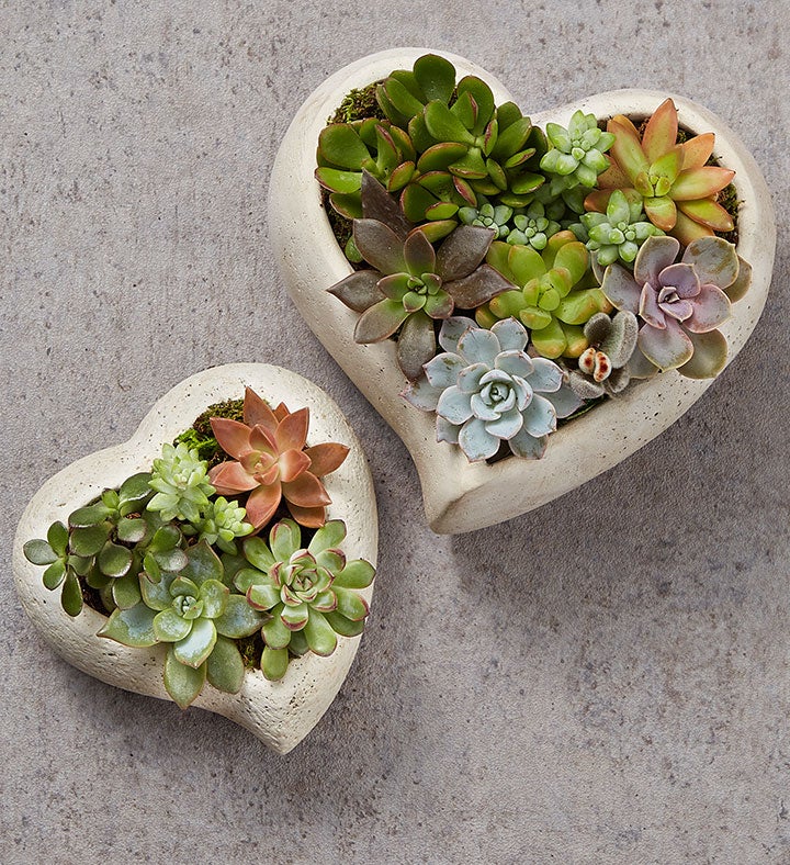 Loving Memory Succulent Garden