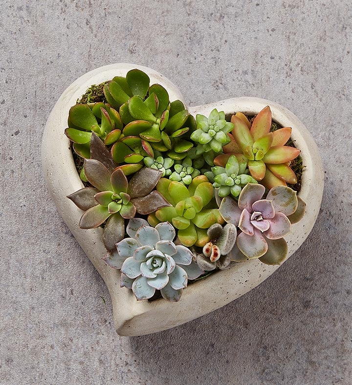 Loving Memory Succulent Garden