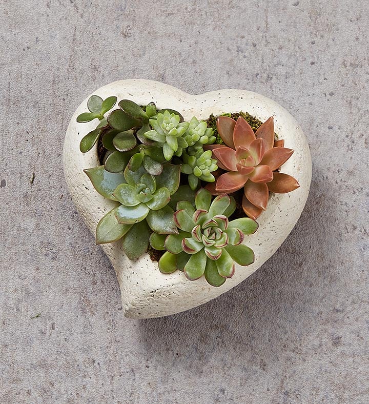 Loving Memory Succulent Garden