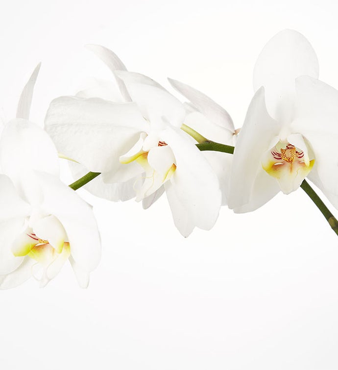 1,520 Orchid Top View Stock Photos, High-Res Pictures, and Images - Getty  Images