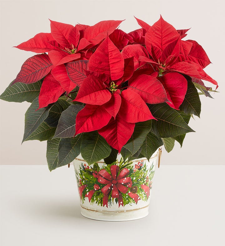 Holiday Traditions Poinsettia