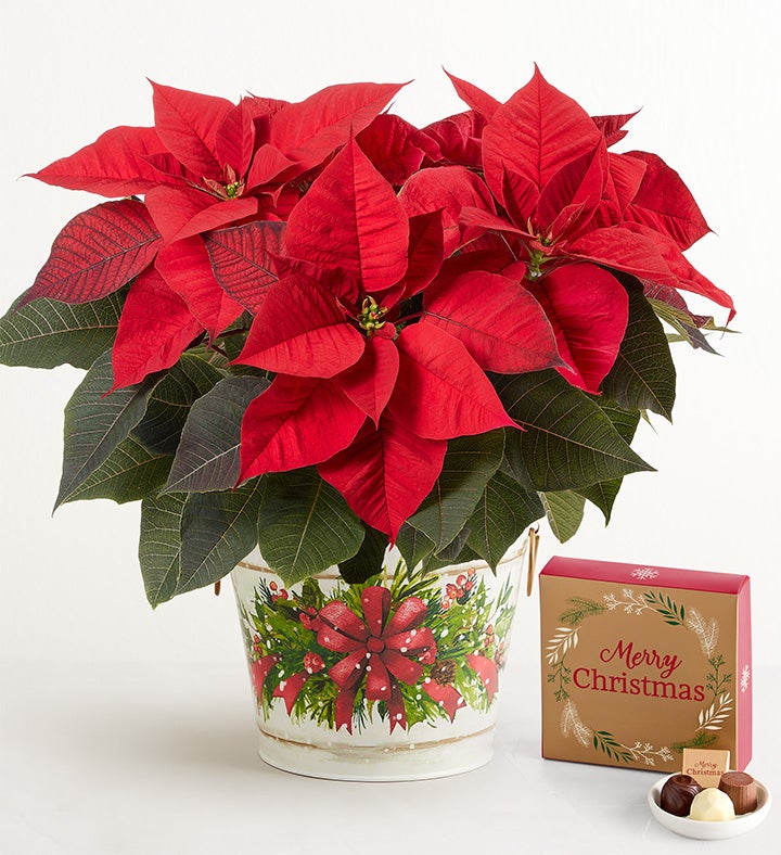 Holiday Traditions Poinsettia