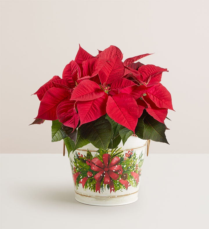 Holiday Traditions Poinsettia