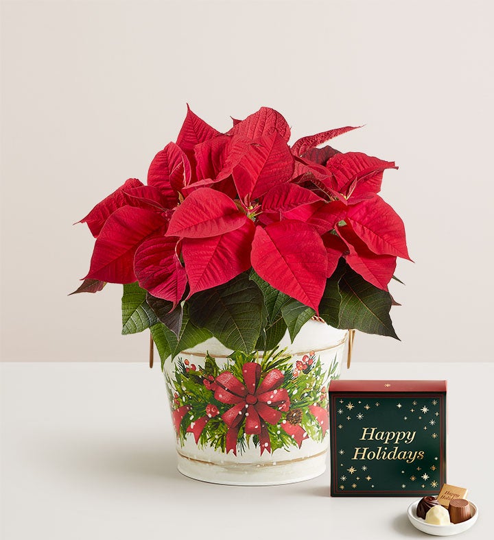 Holiday Traditions Poinsettia