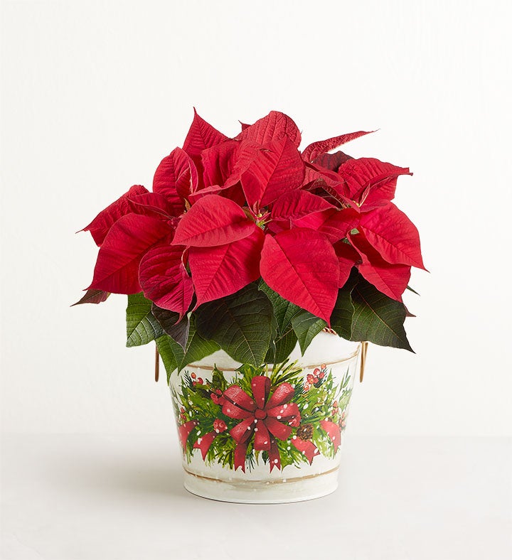 Holiday Traditions Poinsettia