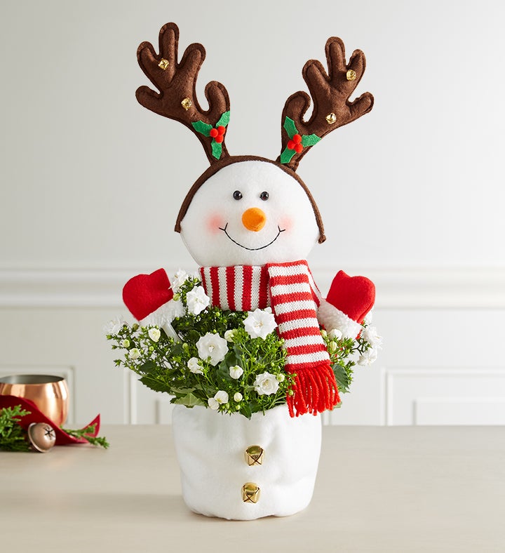 Frosty the Snow Plant