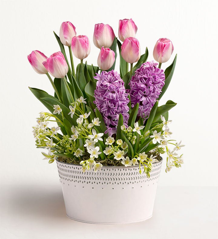 Sweet Serenity Bulb Garden