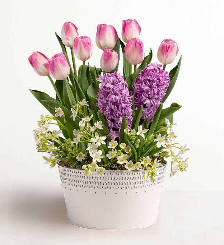 Sweet Serenity Bulb Garden