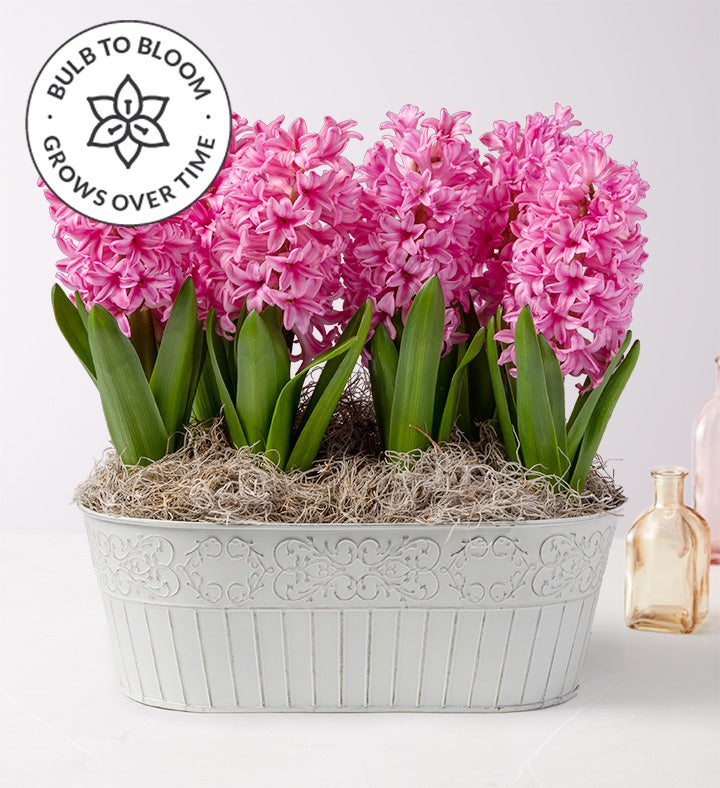 Heavenly Hyacinth