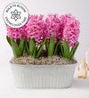 Heavenly Hyacinth