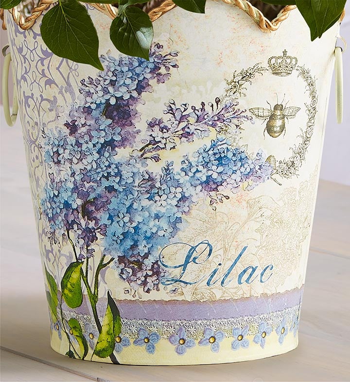 Fragrant Lilac Plant
