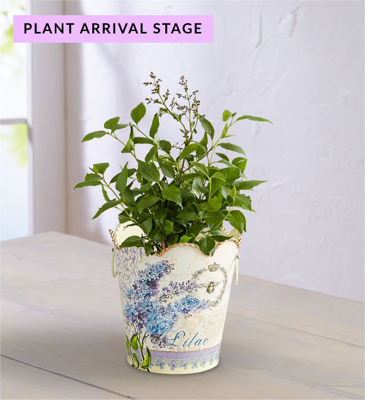 Fragrant Lilac Plant