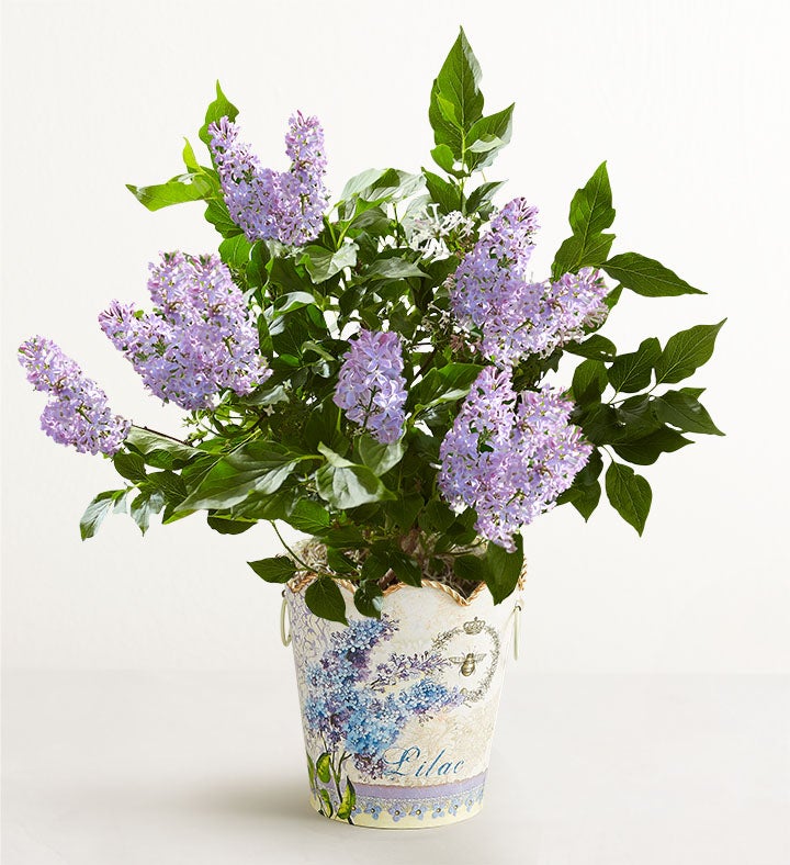 Fragrant Lilac Plant