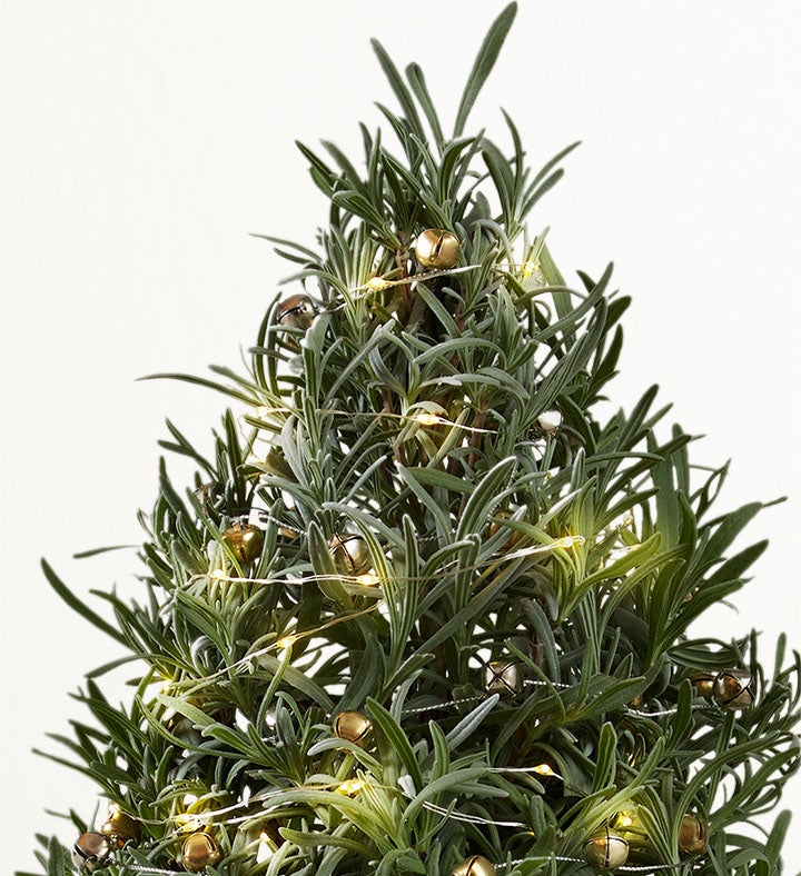 Fragrant Holiday Lavender Tree