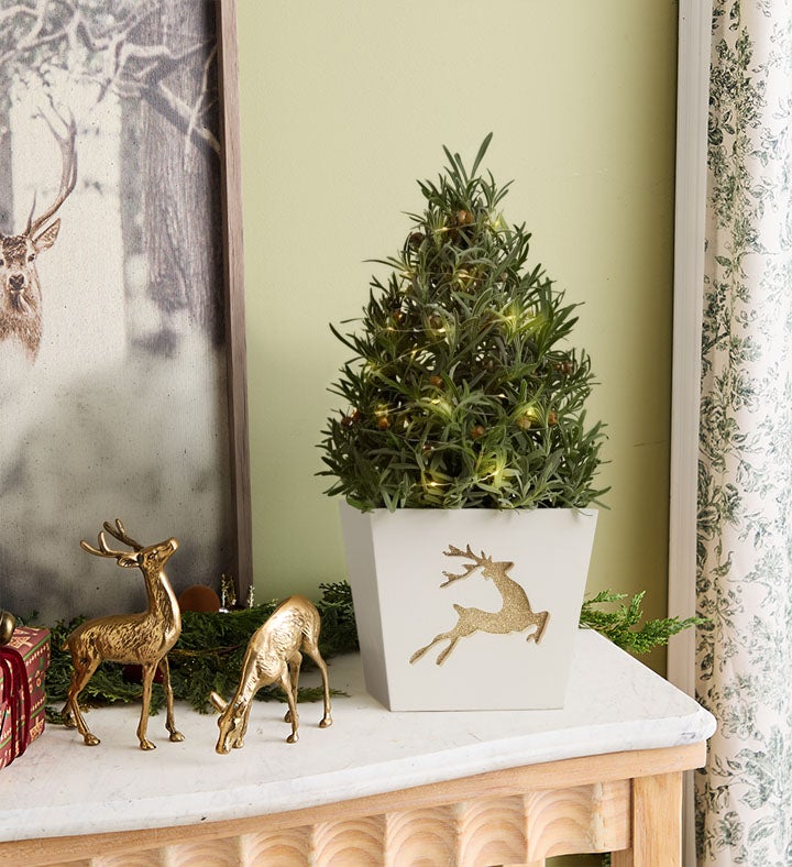 Fragrant Holiday Lavender Tree