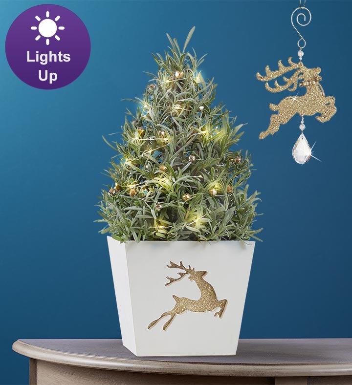 Fragrant Holiday Lavender Tree