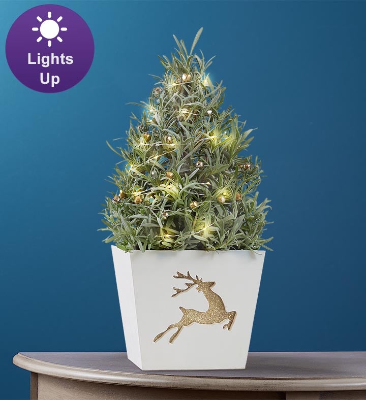 Fragrant Holiday Lavender Tree