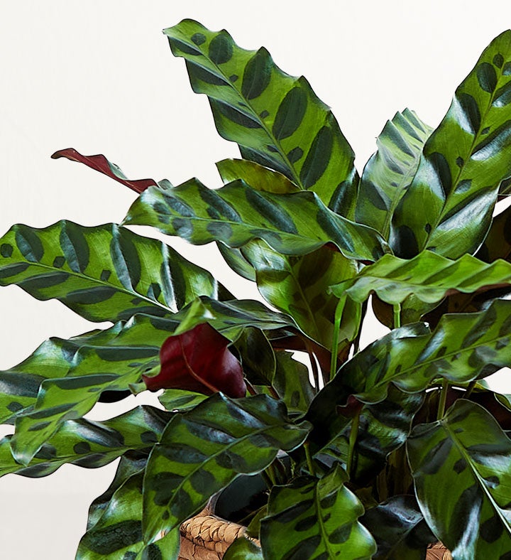 HGTV Home Calathea Rattlesnake