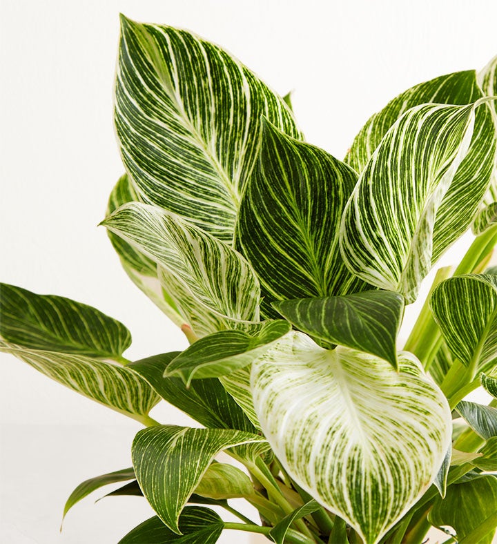 HGTV Home Philodendron Birkin