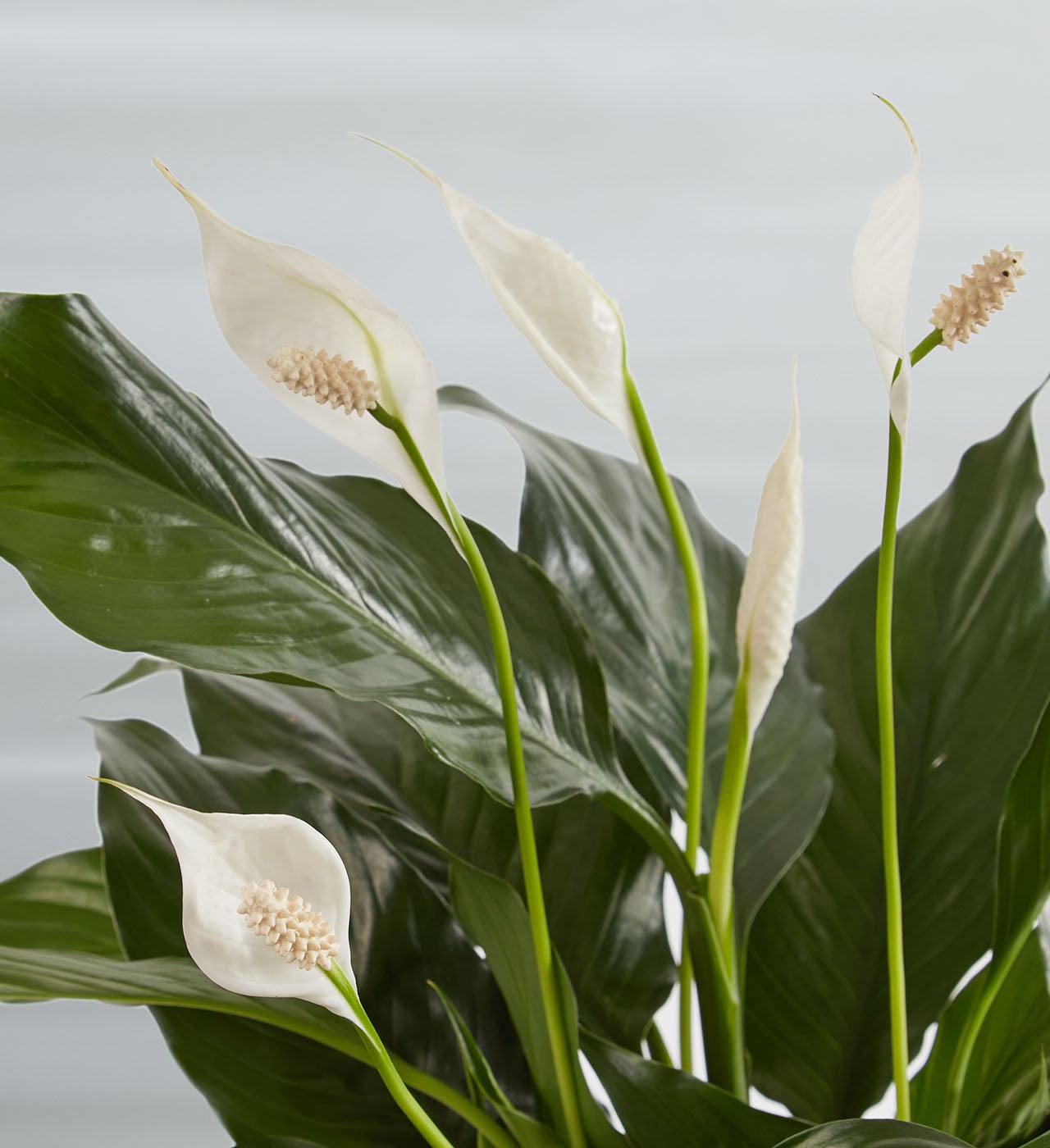 Blooming Memories Peace Lily Plant