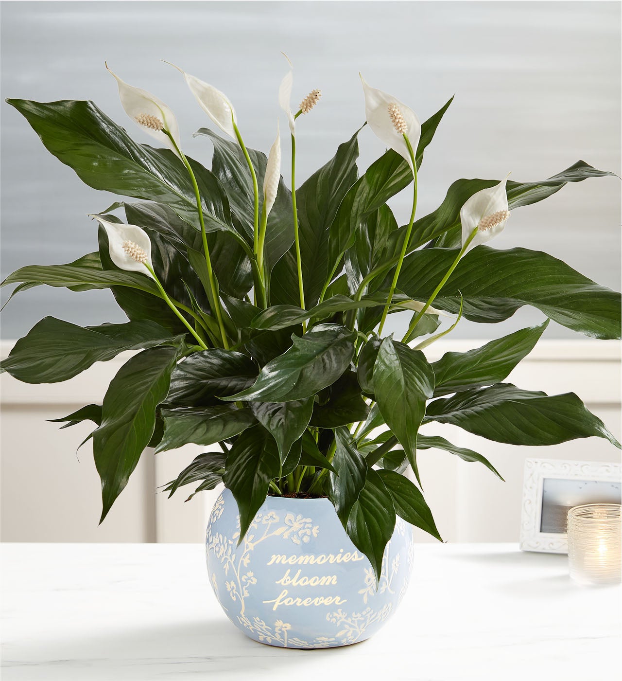 Blooming Memories Peace Lily Plant