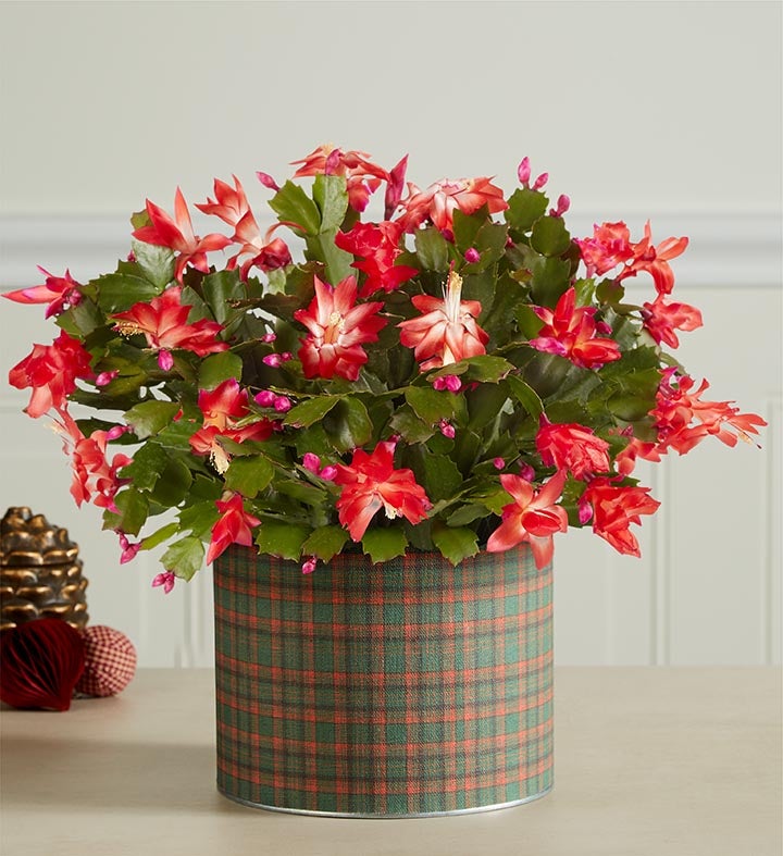 Holiday Delights Christmas Cactus