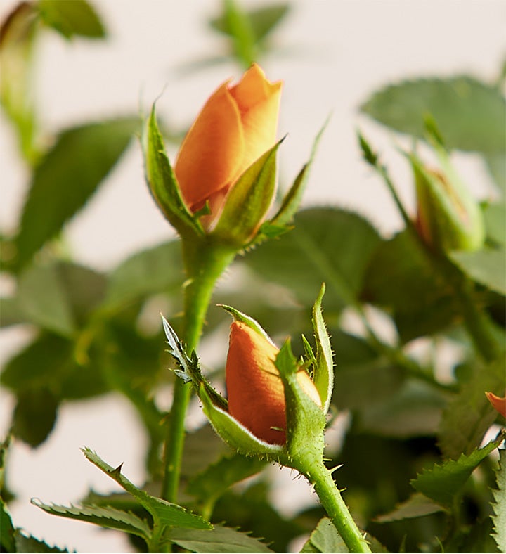 Autumn Harvest Rose