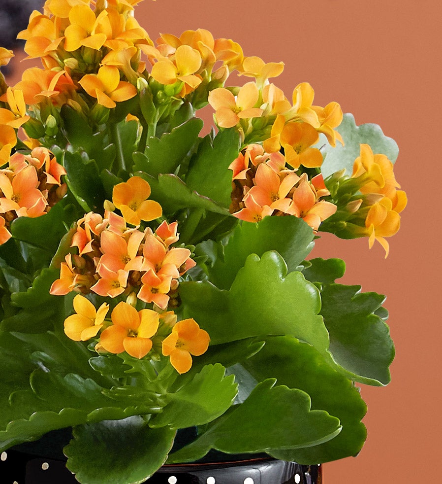 Trick or Treat Kalanchoe Plant