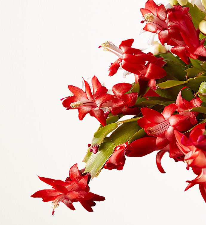 Candy Cane Christmas Cactus