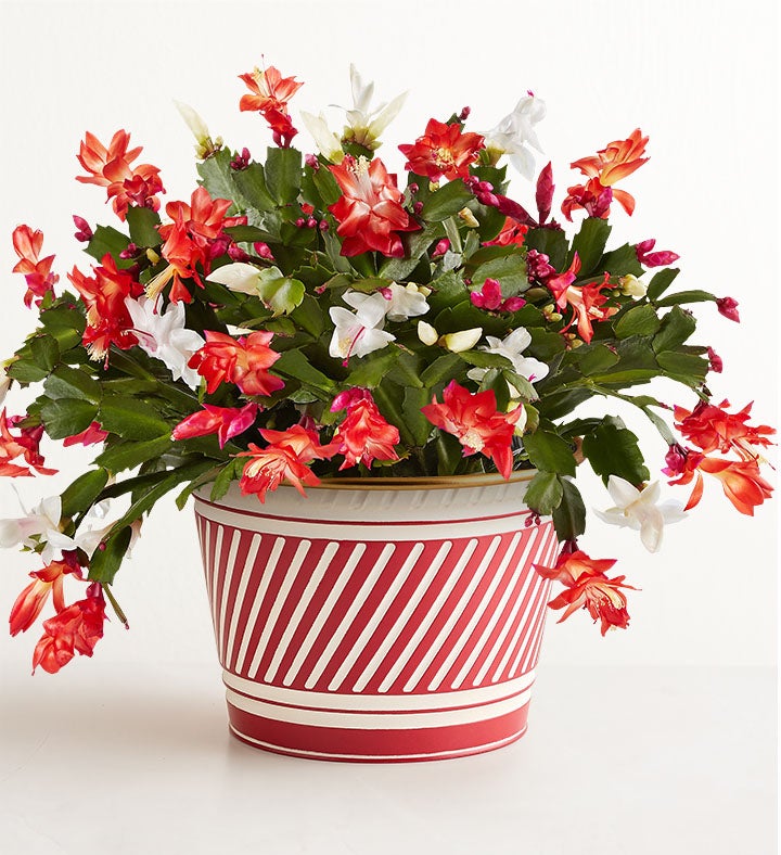 Candy Cane Christmas Cactus