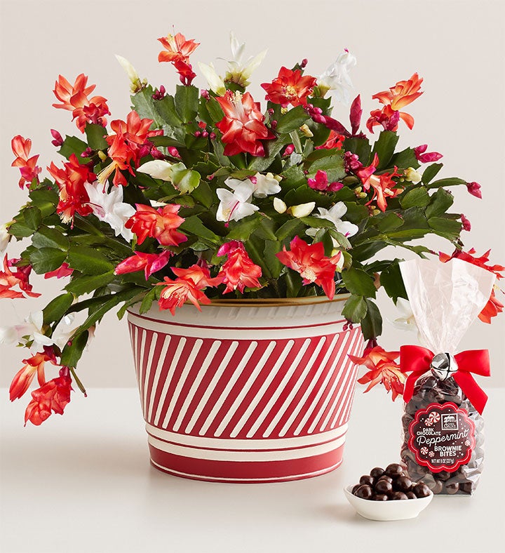 Candy Cane Christmas Cactus