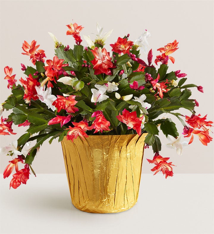 Candy Cane Christmas Cactus