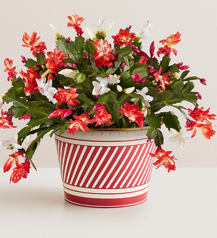 Candy Cane Christmas Cactus