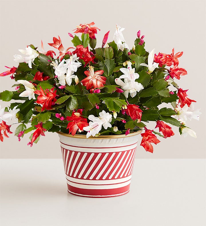 Candy Cane Christmas Cactus