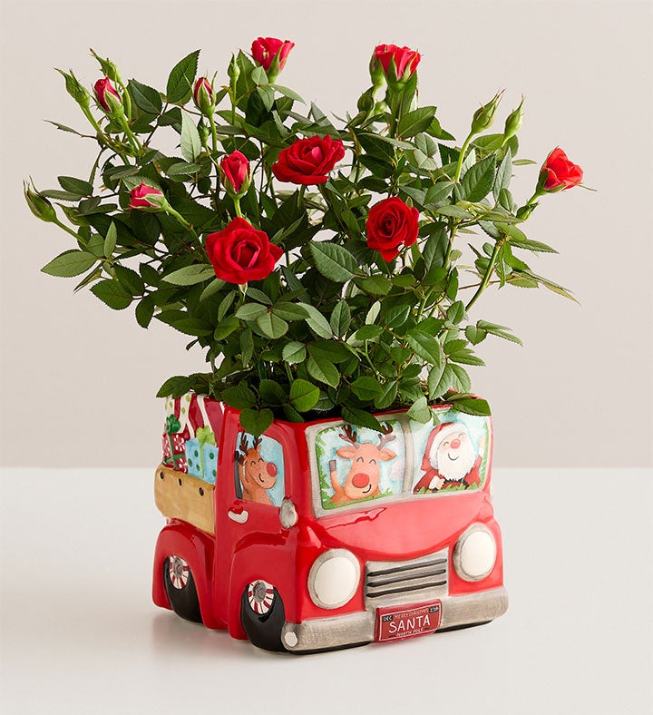 Jolly Santa Red Rose Plant