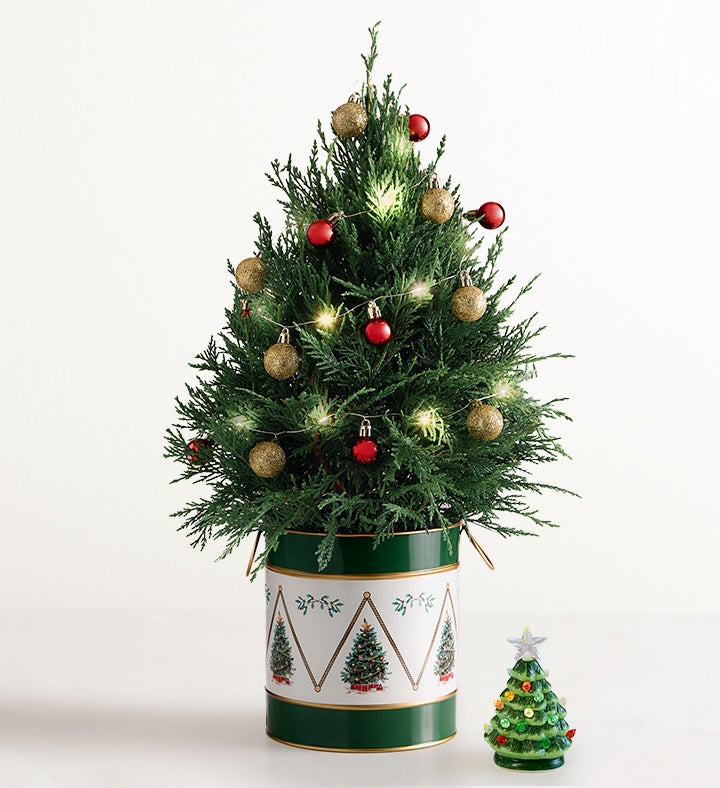 Winter Wishes Cypress Tree