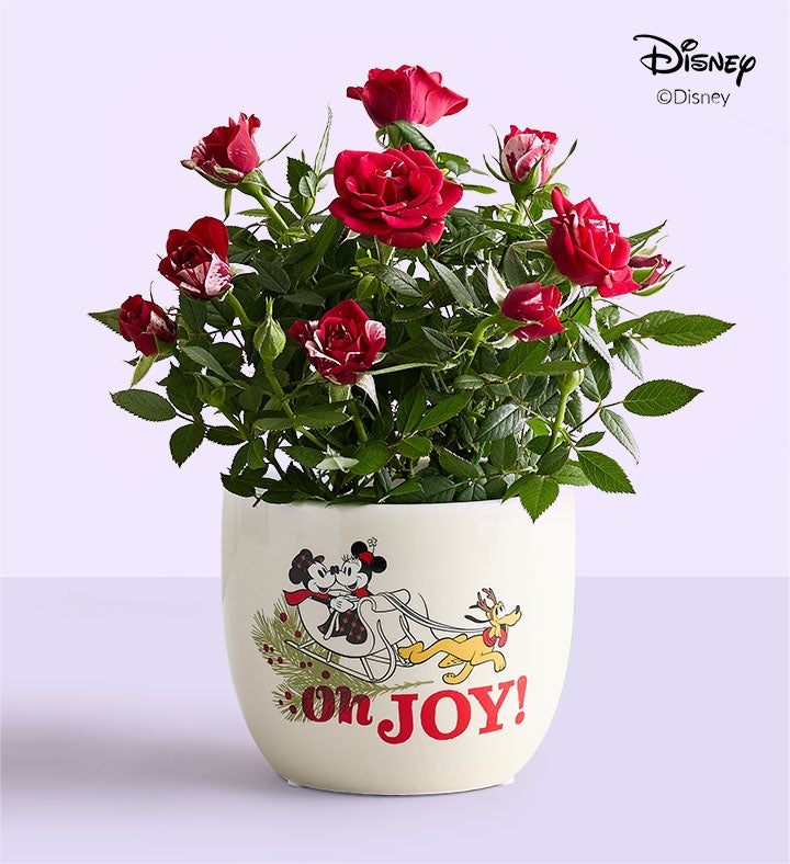 Disney Mickey & Minnie Holiday Rose Plant