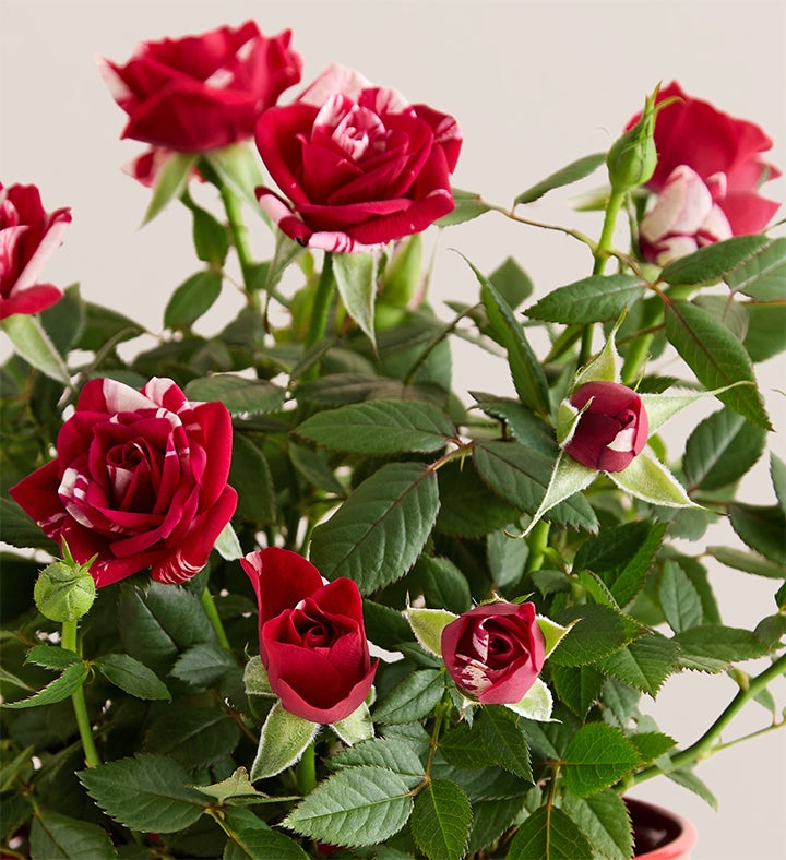 Hearts in Bloom Rose Plant