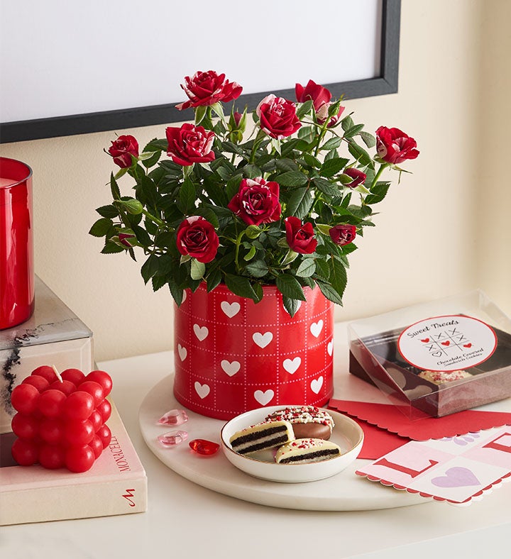 Hearts in Bloom Rose Plant