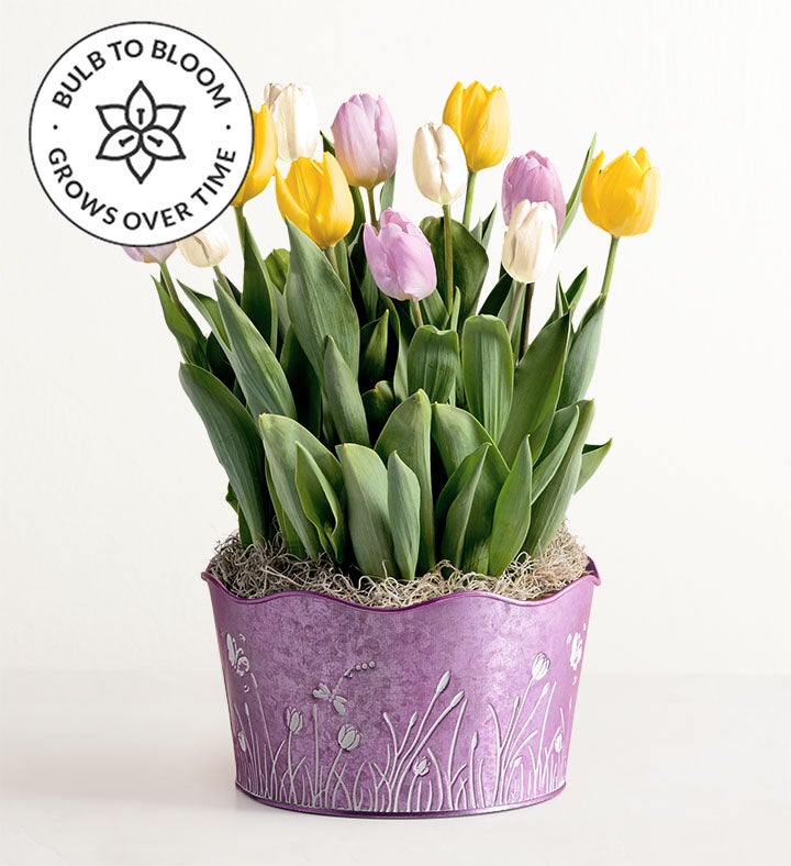 Pastel Petals Tulip Garden