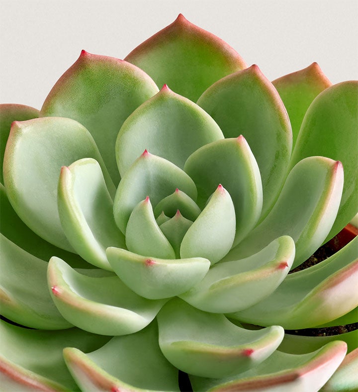 Celebration Succulents™ Find Joy In Each Day